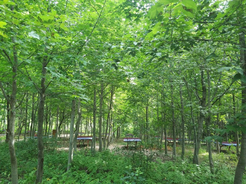 IMG_20180626_084545.jpg